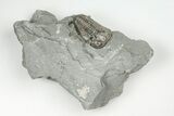 Bargain, Flexicalymene Trilobite - Mt Orab, Ohio #199517-1